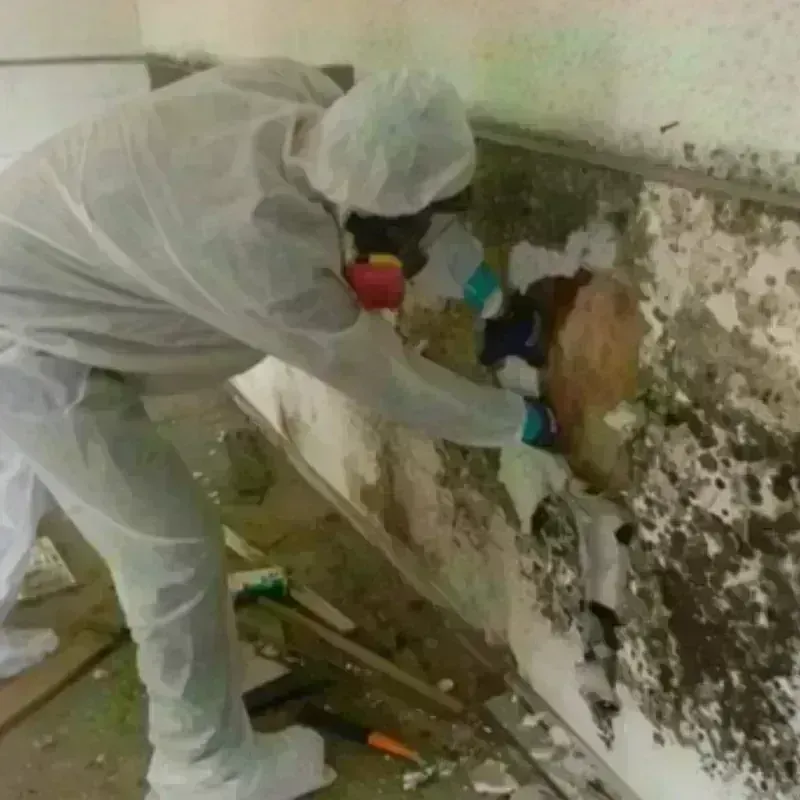 Mold Remediation and Removal in Oak Grove, KY